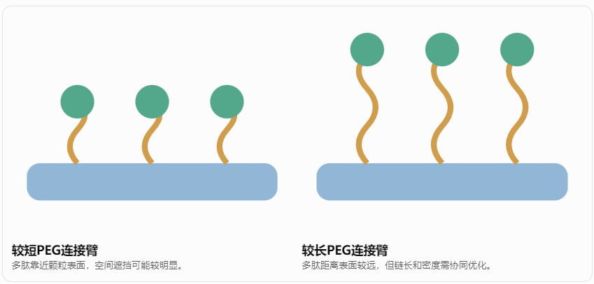 PEG分子量:决定多肽的空间暴露程度