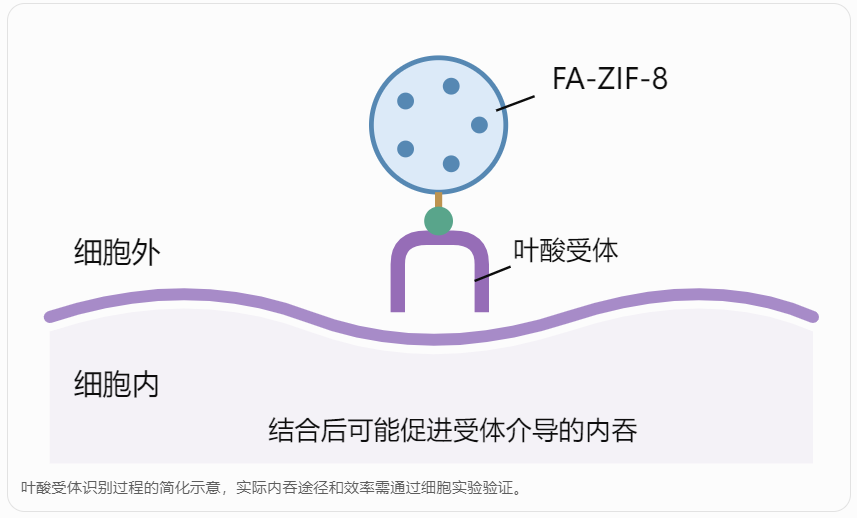 叶酸受体介导的递送机制