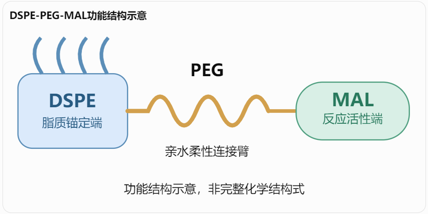 DSPE-PEG-MAL功能结构示意