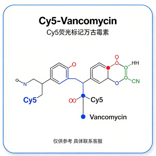 Cy5-Vancomycin，Cy5荧光标记万古霉素 R-155146