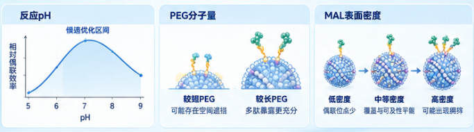 瑞禧生物 影响LNP表面多肽偶联的关键因素