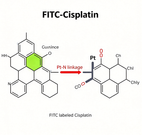FITC-Cisplatin，FITC荧光标记顺铂 R-392808 产品图