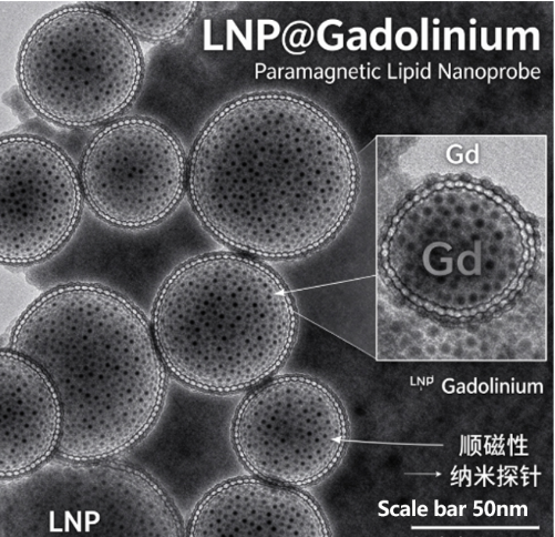 LNP@Gadolinium，顺磁性脂质纳米探针 R-981744 产品图