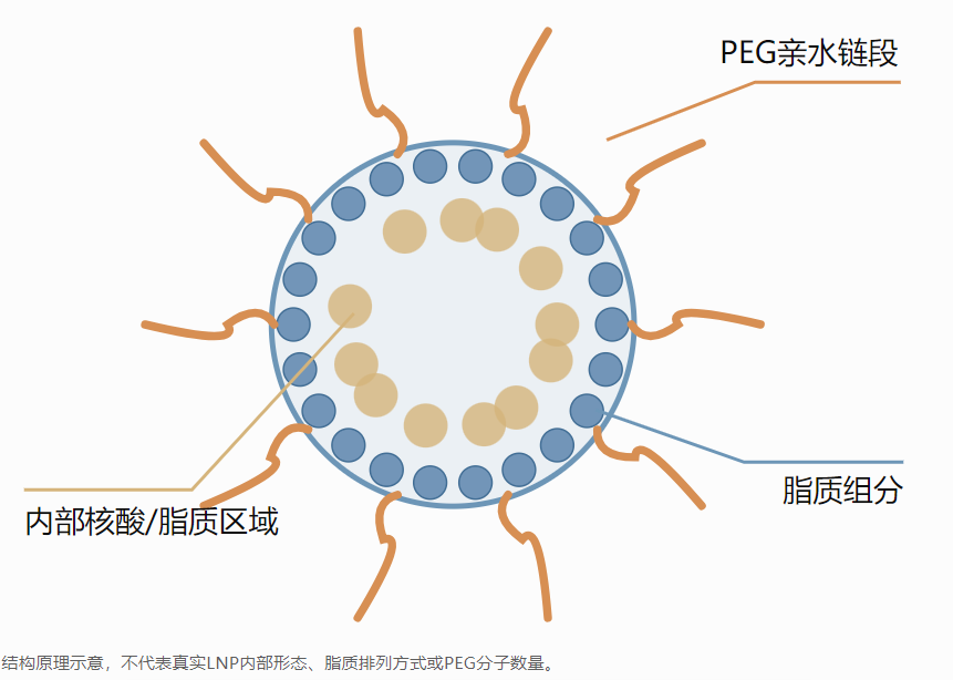 DMG-PEG2000在LNP表面的分布示意
