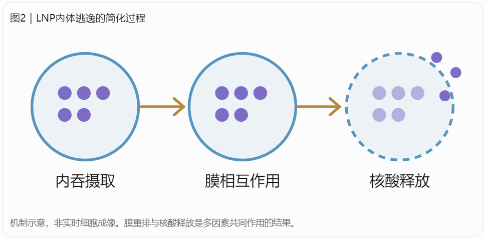 LNP内体逃逸的简化过程