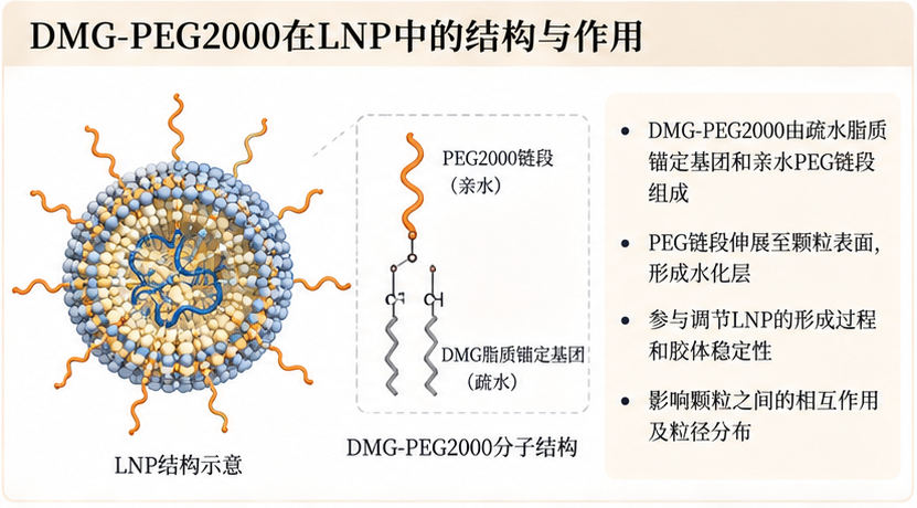 DMG-PEG2000在LNP中的结构与作用