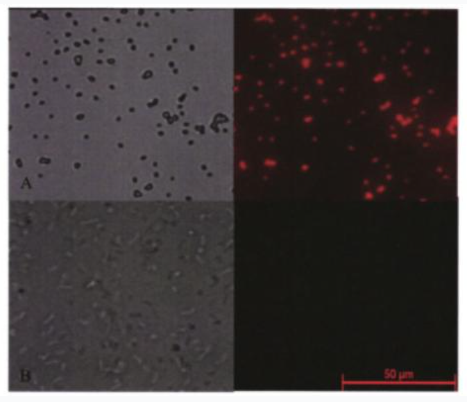 Cy3-Maltotriose,花菁染料Cy3标记麦芽三糖 R-800028 产品图