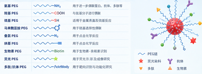 PEG修饰无机纳米颗粒