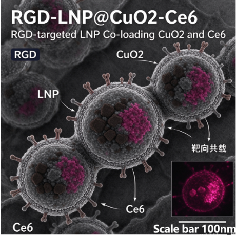 RGD-LNP@CuO2-Ce6，RGD肽靶向共载过氧化铜与Ce6脂质纳米载体 R-521045 产品图