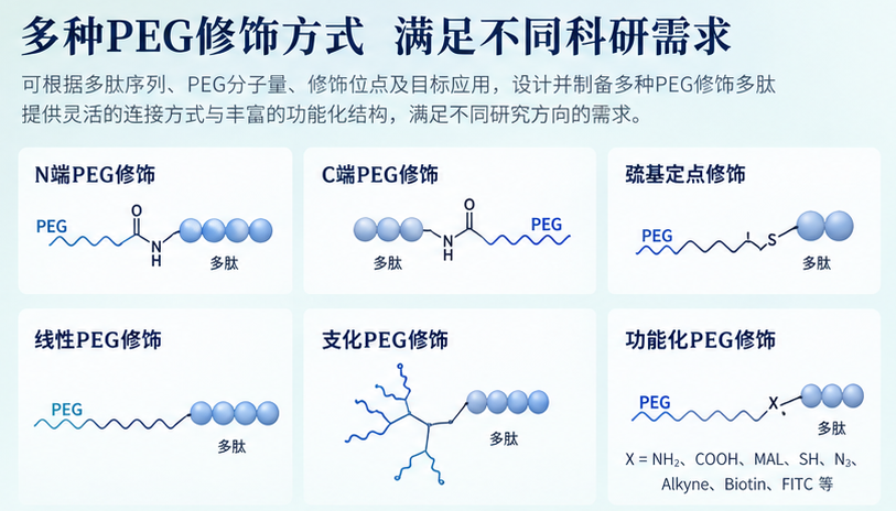 PEG修饰多肽