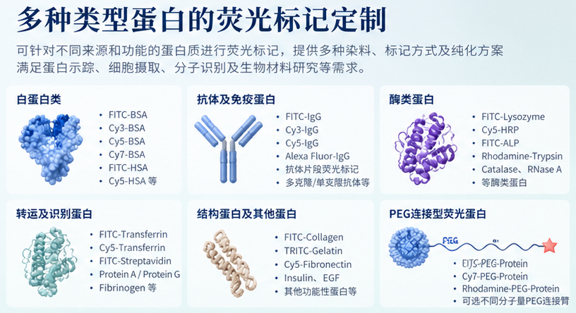 荧光标记蛋白