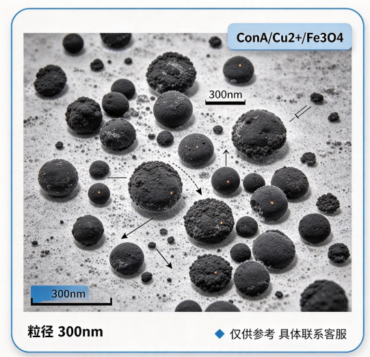 ConA/Cu2+/Fe3O4纳米粒子300nm左右 R-320022 产品图
