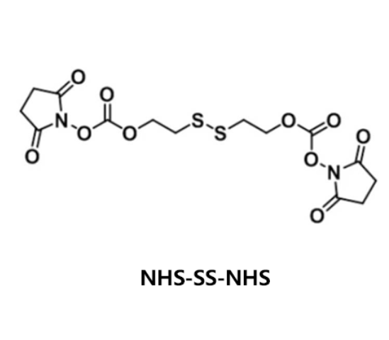 NHS-SS-NHS,二 (琥珀酰亚胺酯)- 二硫键,CAS:1688598-83-5 R-810151 产品图
