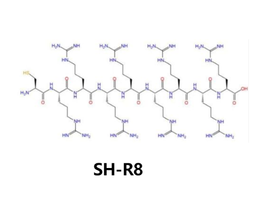 SH-R8,巯基化R8多肽 R-101229 产品图
