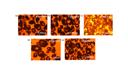 PTX-CA/PLGA-MS