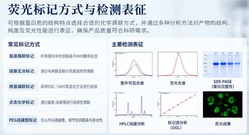 荧光标记蛋白
