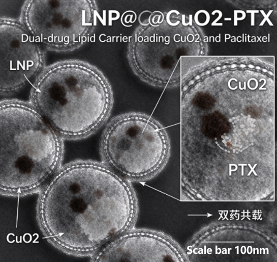 LNP@CuO2-PTX，载过氧化铜与紫杉醇双药脂质纳米载体 R-844843 产品图