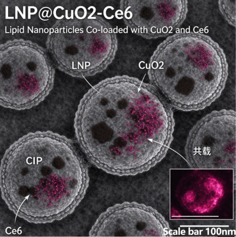 LNP@CuO2-Ce6，脂质纳米粒共载过氧化铜与二氢卟吩e6 R-938461 产品图