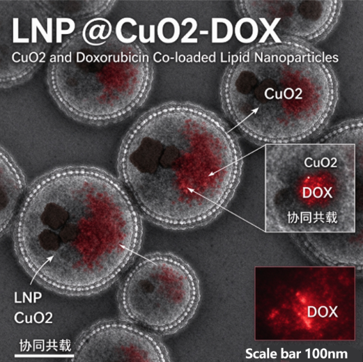 LNP@CuO2-DOX，过氧化铜协同阿霉素共载脂质纳米粒 R-326068 产品图