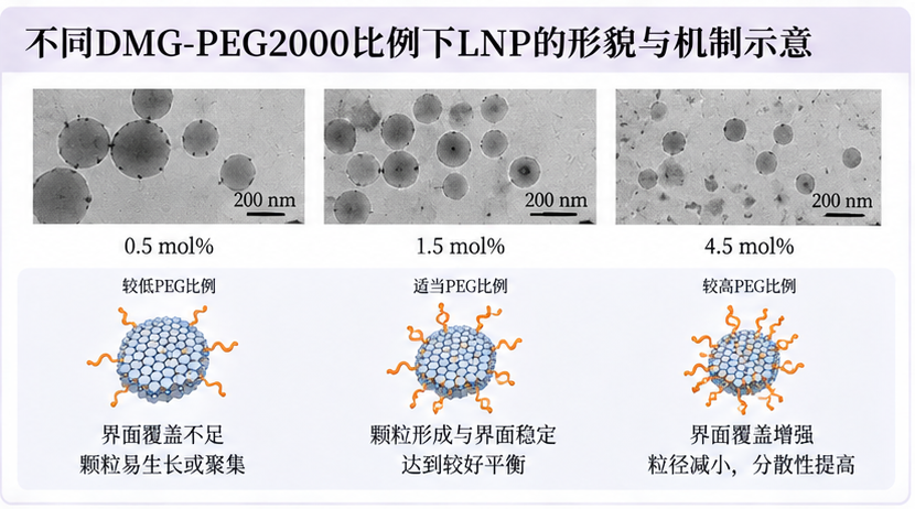 不同DMG-PEG2000比例下LNP的形貌与机制示意