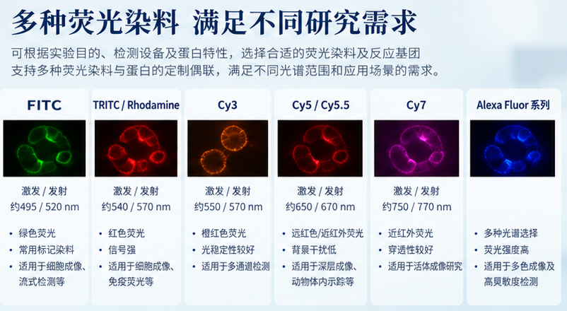 荧光标记蛋白