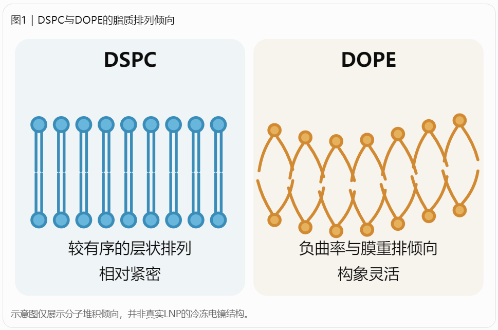 DSPC与DOPE的脂质排列倾向